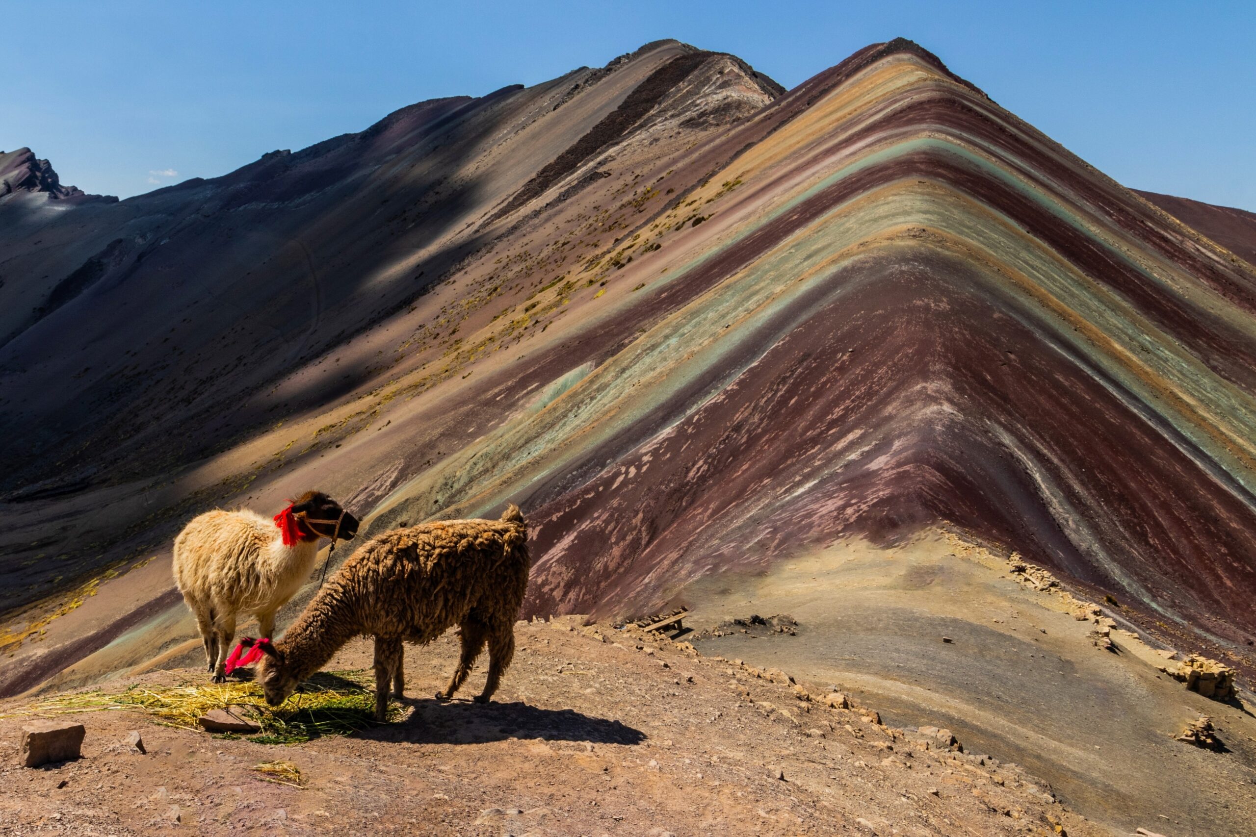 Alpacas at Vinicunca, Rainbow Mountain, Peru