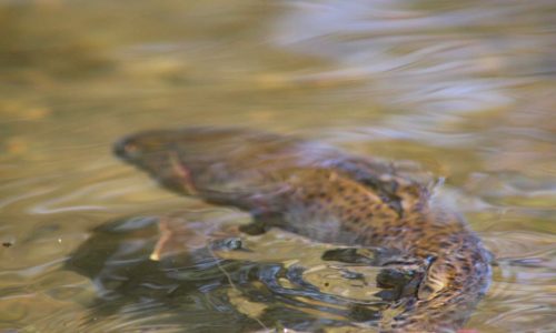 Trout in River Stream, Mongolia - Fly Fishing
