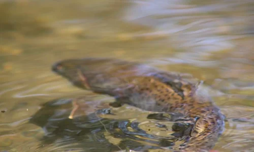 Trout in River Stream, Mongolia - Fly Fishing