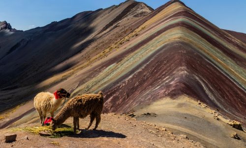Alpacas at Vinicunca, Rainbow Mountain, Peru
