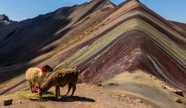 Alpacas at Vinicunca, Rainbow Mountain, Peru